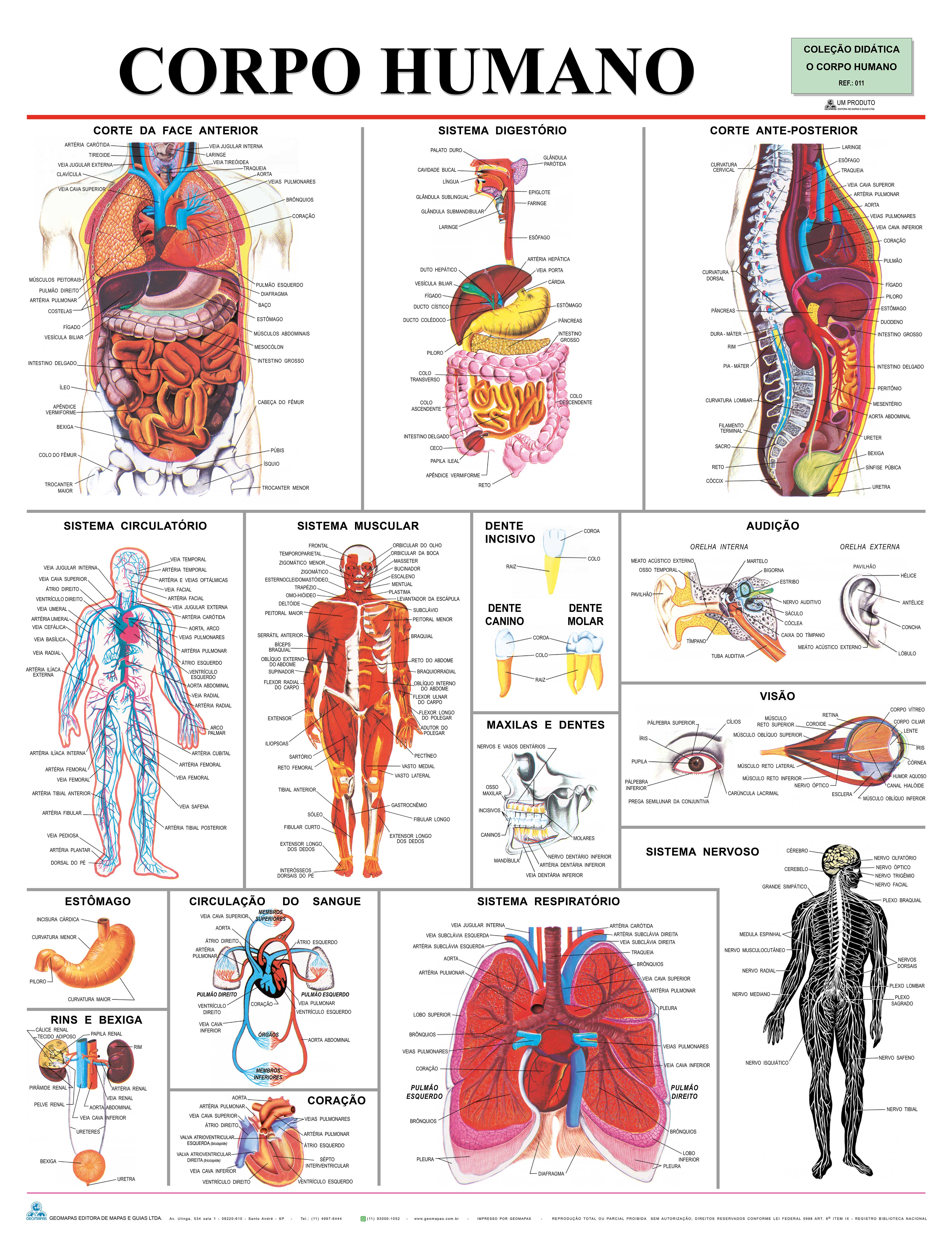 Ref. 011  Prancha - Corpo Humano - Formato 0,90x1,20m