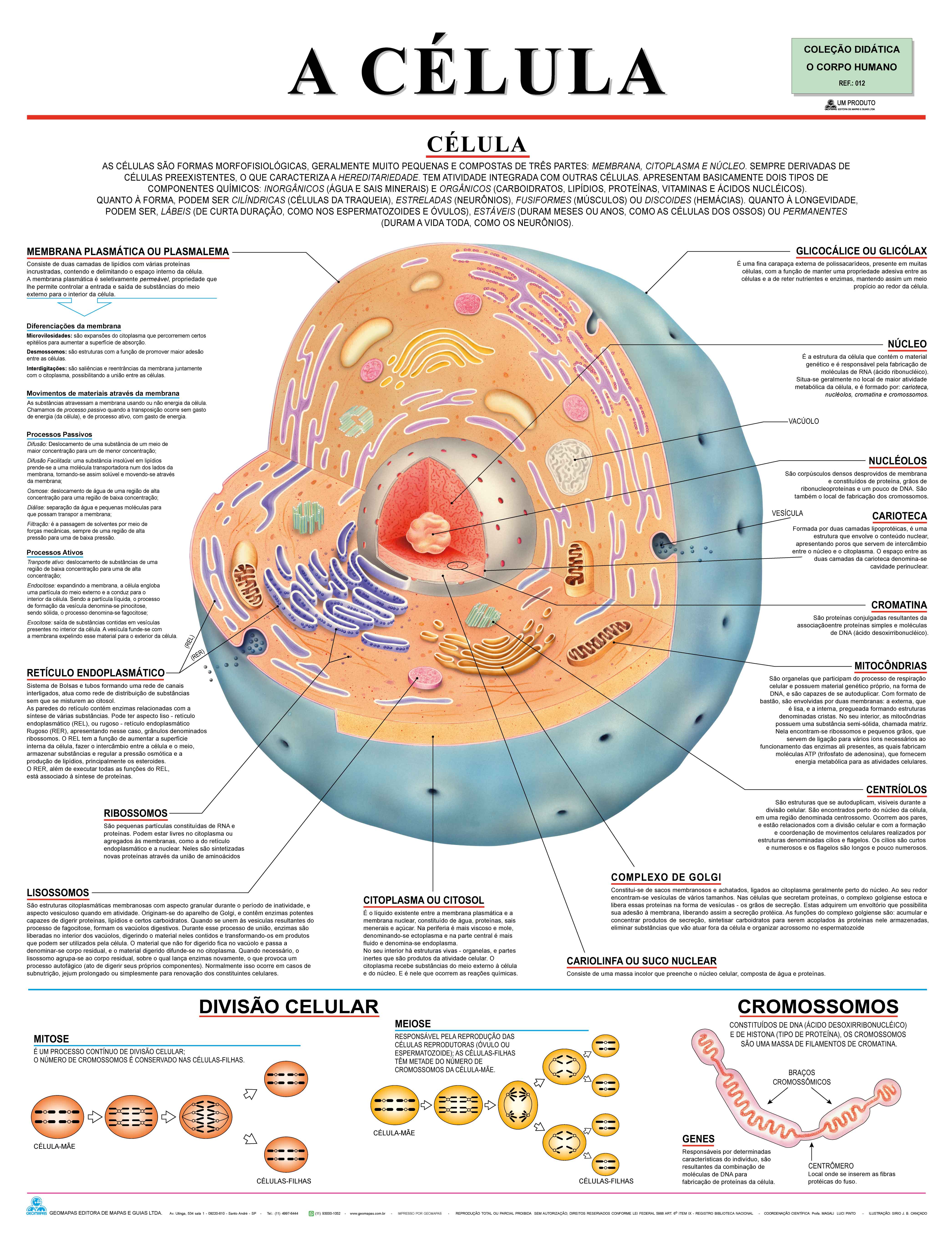 Ref. 012  Prancha - A Célula - Formato 0,90x1,20m