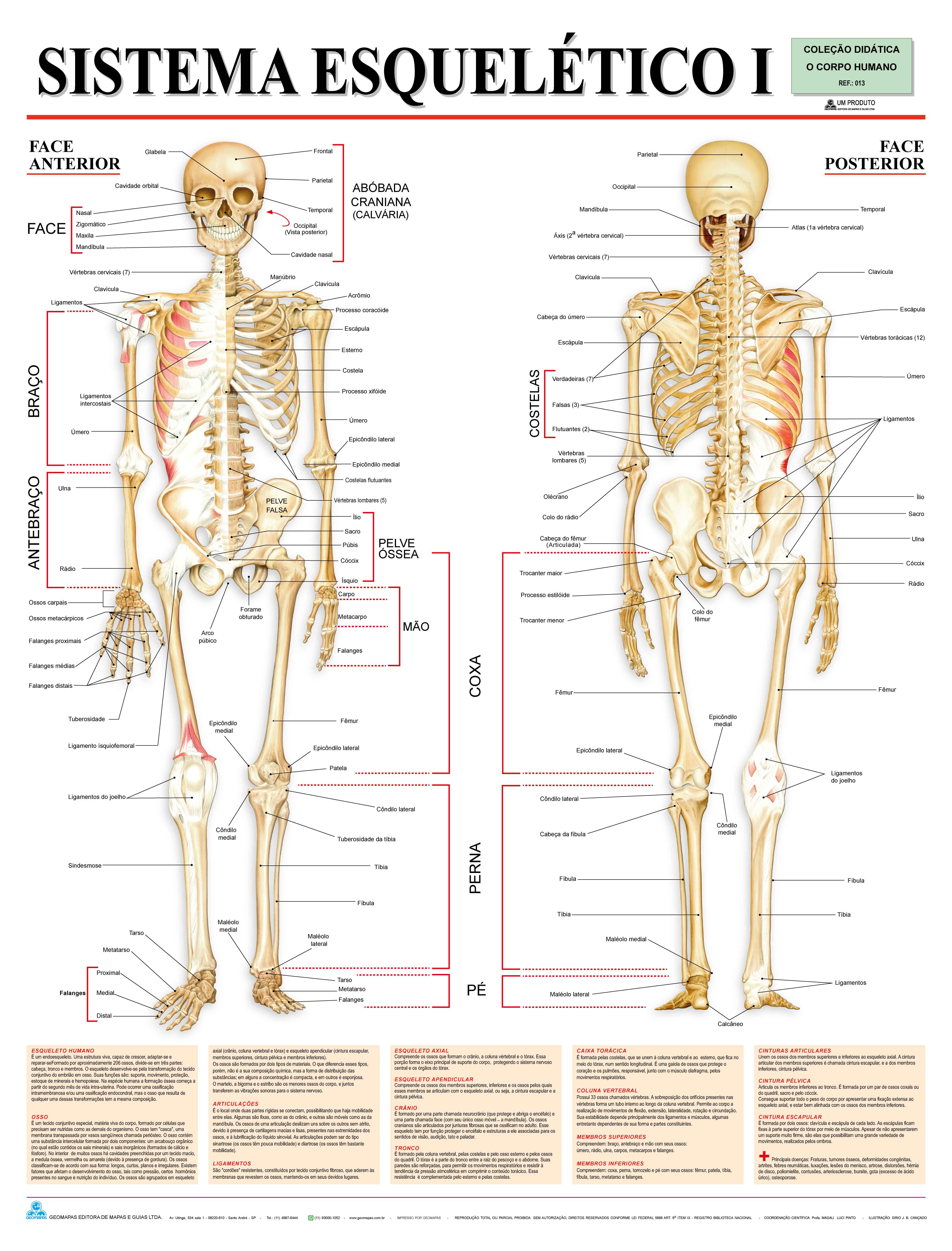 Ref. 013  Prancha - Sistema Esquelético I - Formato 0,90x1,20m