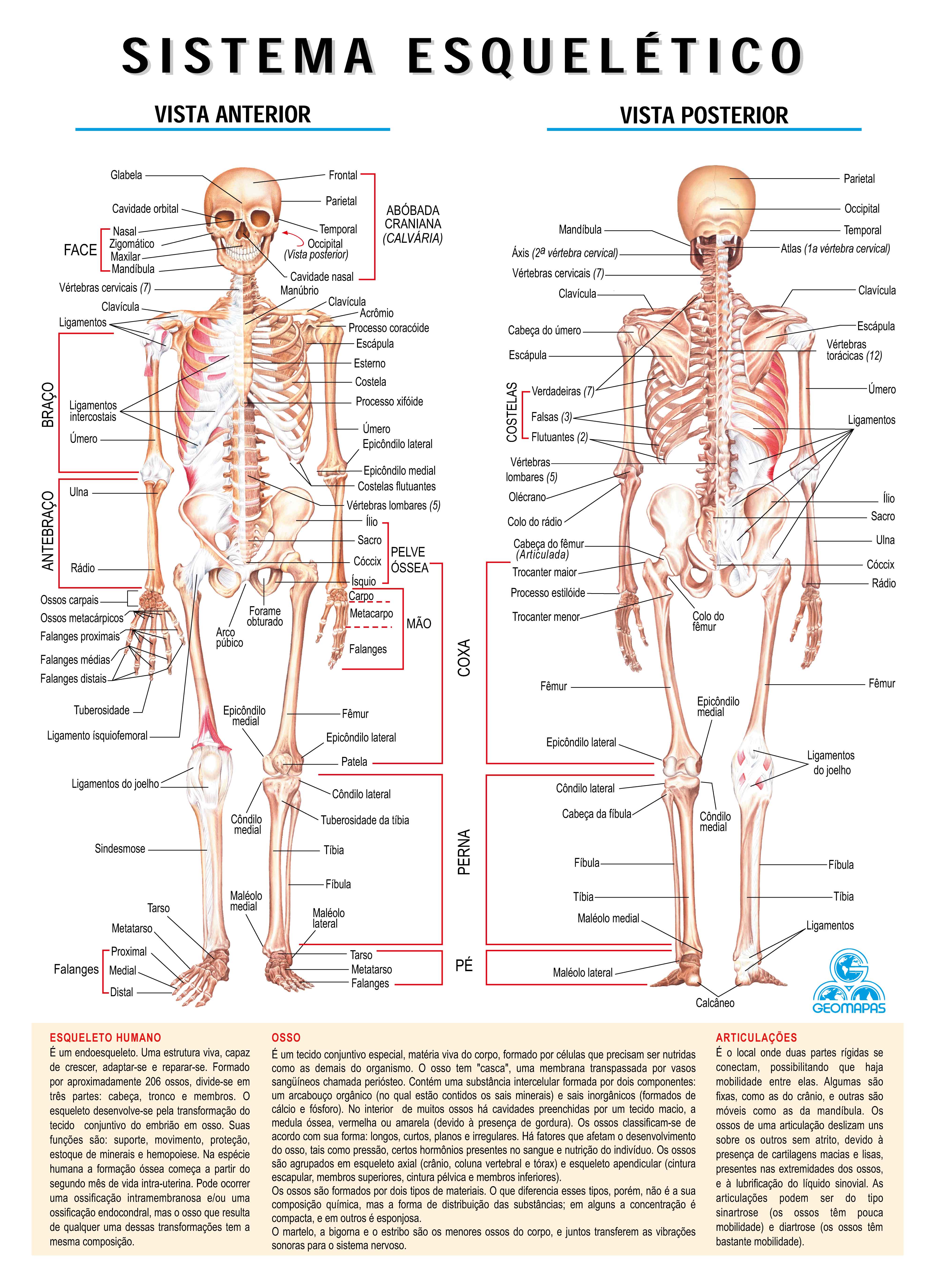 Ref. 013-61 Sistema Esquelético - Formato 0,14x0,200m