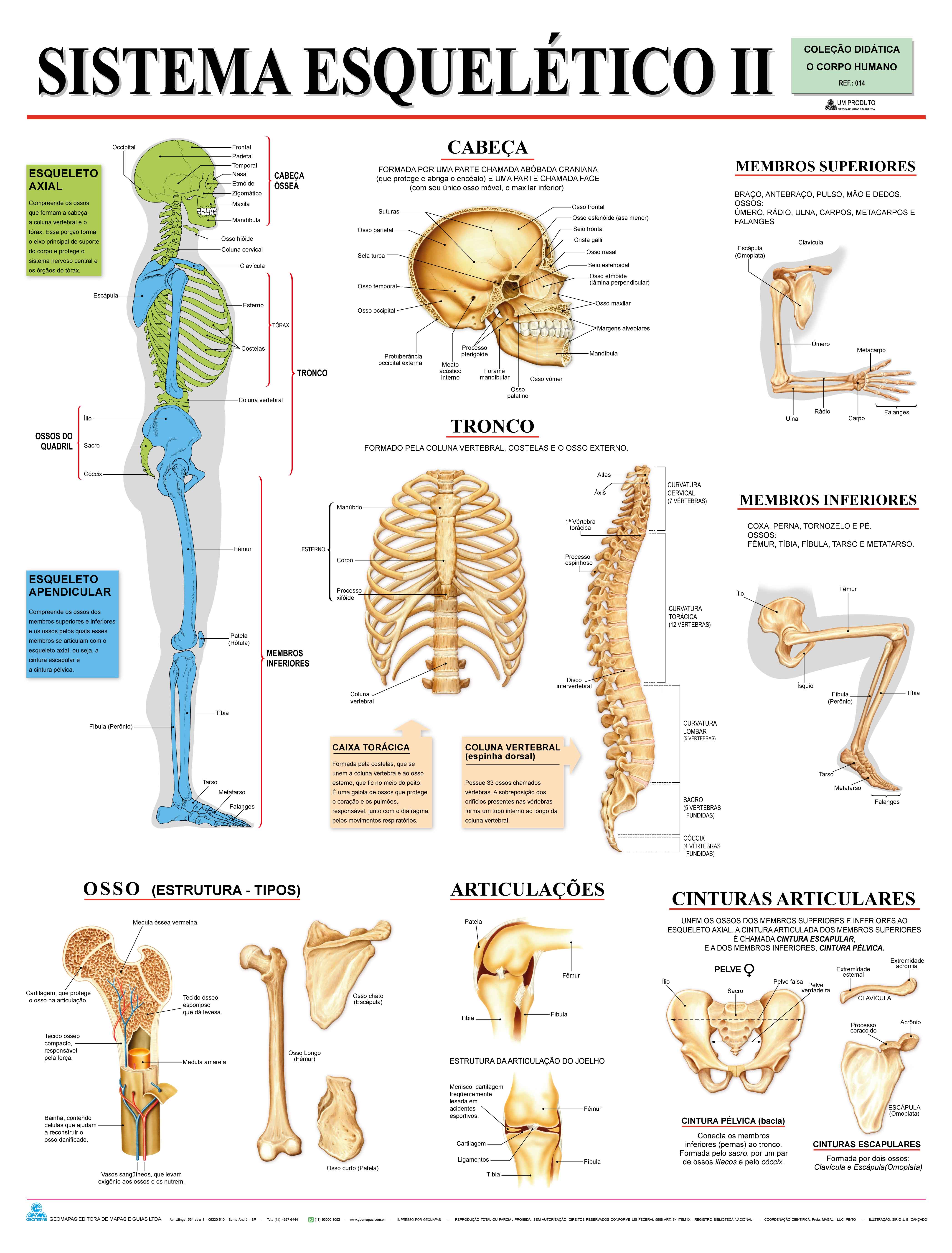 Ref. 014  Prancha - Sistema Esquelético II - Formato 0,90x1,20m