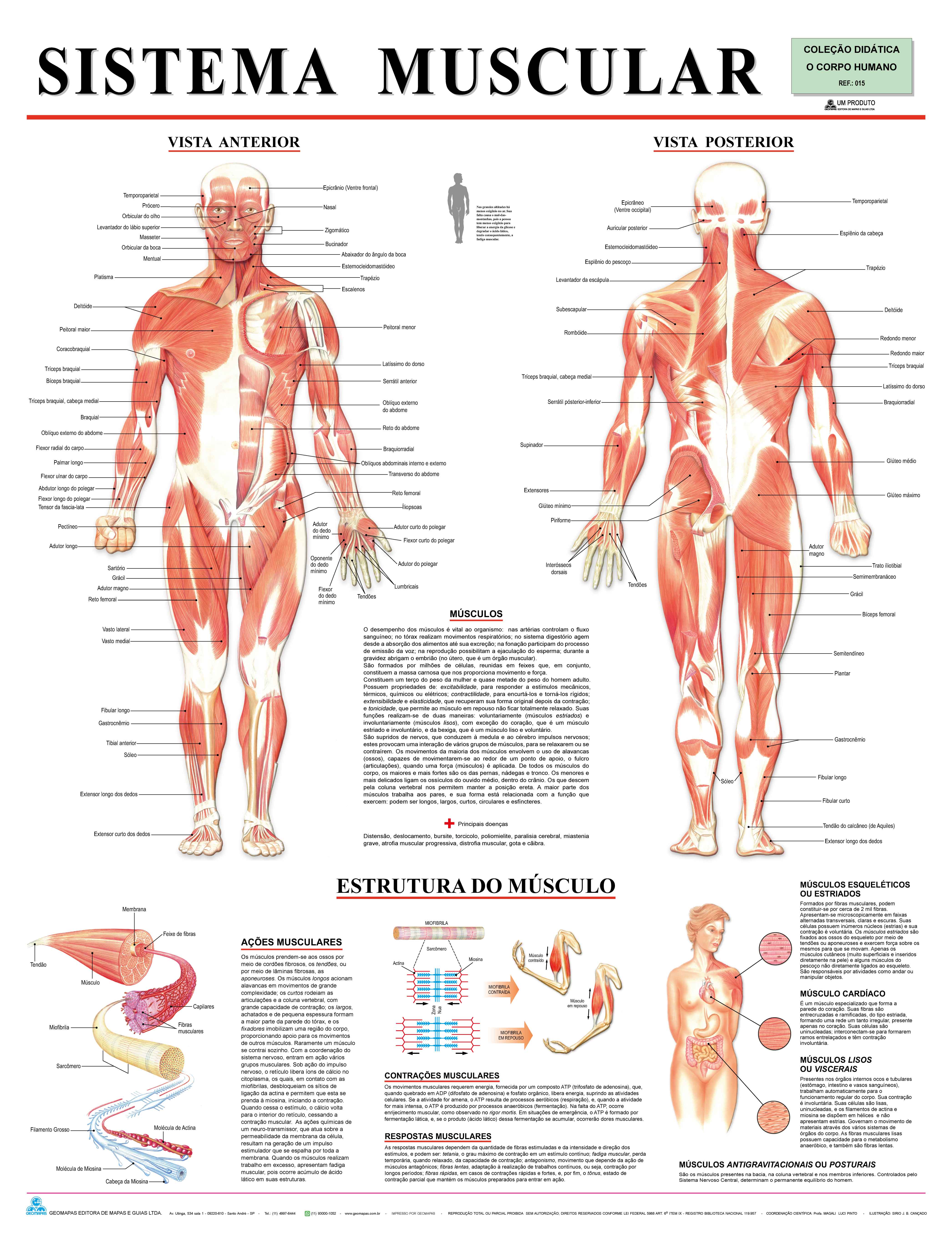 Ref. 015  Prancha - Sistema Muscular - Formato 0,90x1,20m