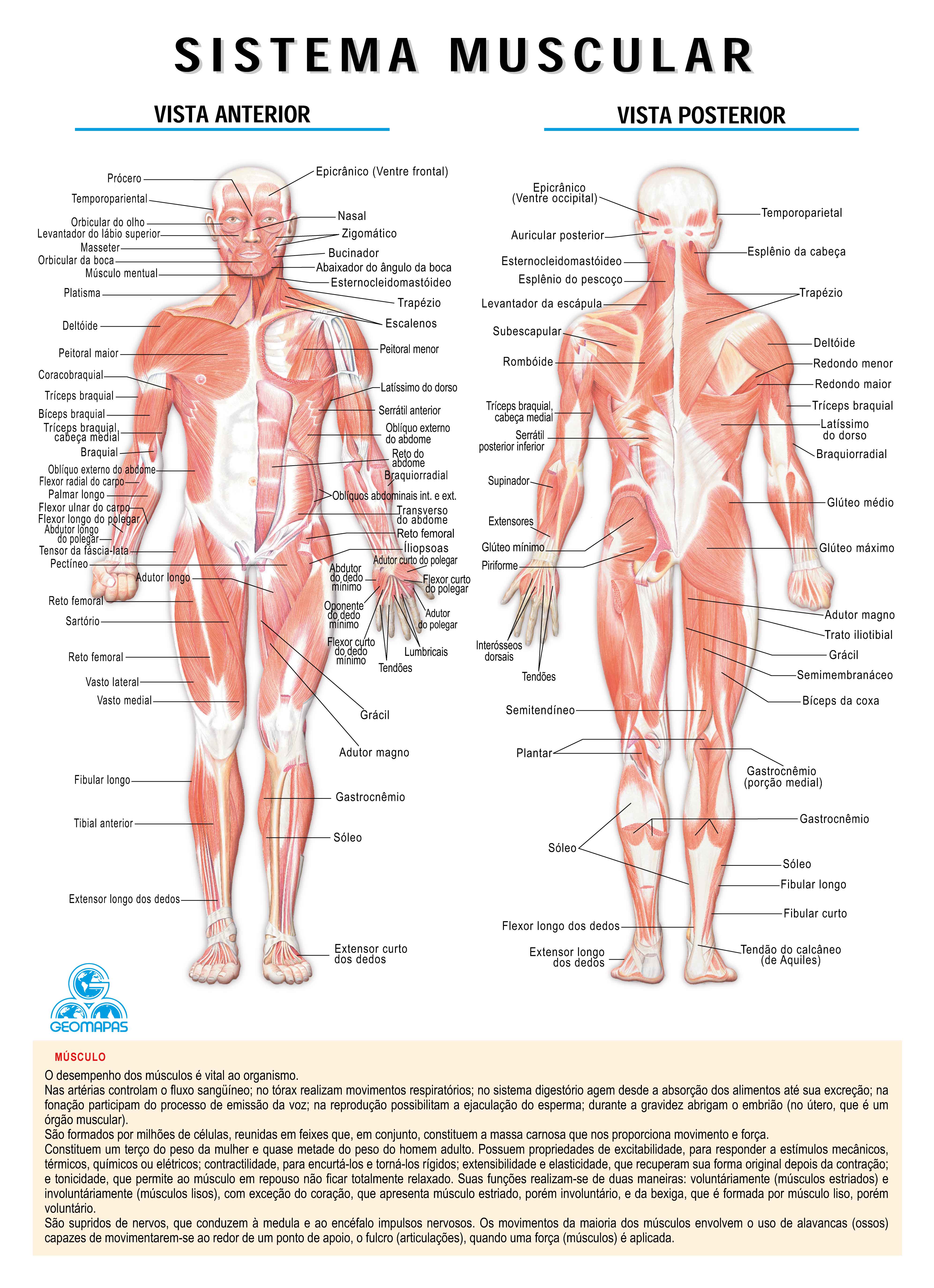 Ref. 015-61 Sistema Muscular - Formato 0,140x0,200m