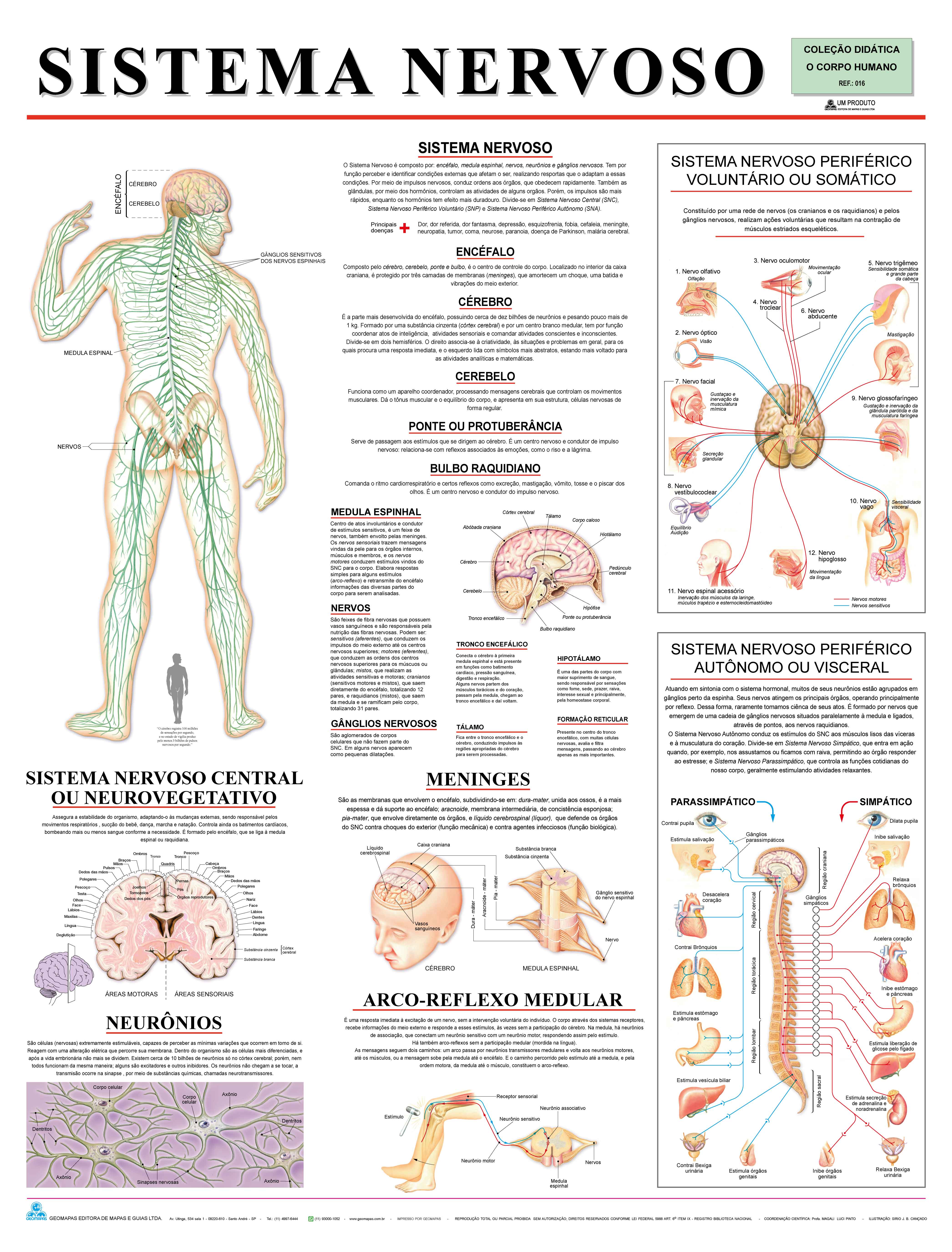 Ref. 016  Prancha - Sistema Nervoso - Formato 0,90x1,20m