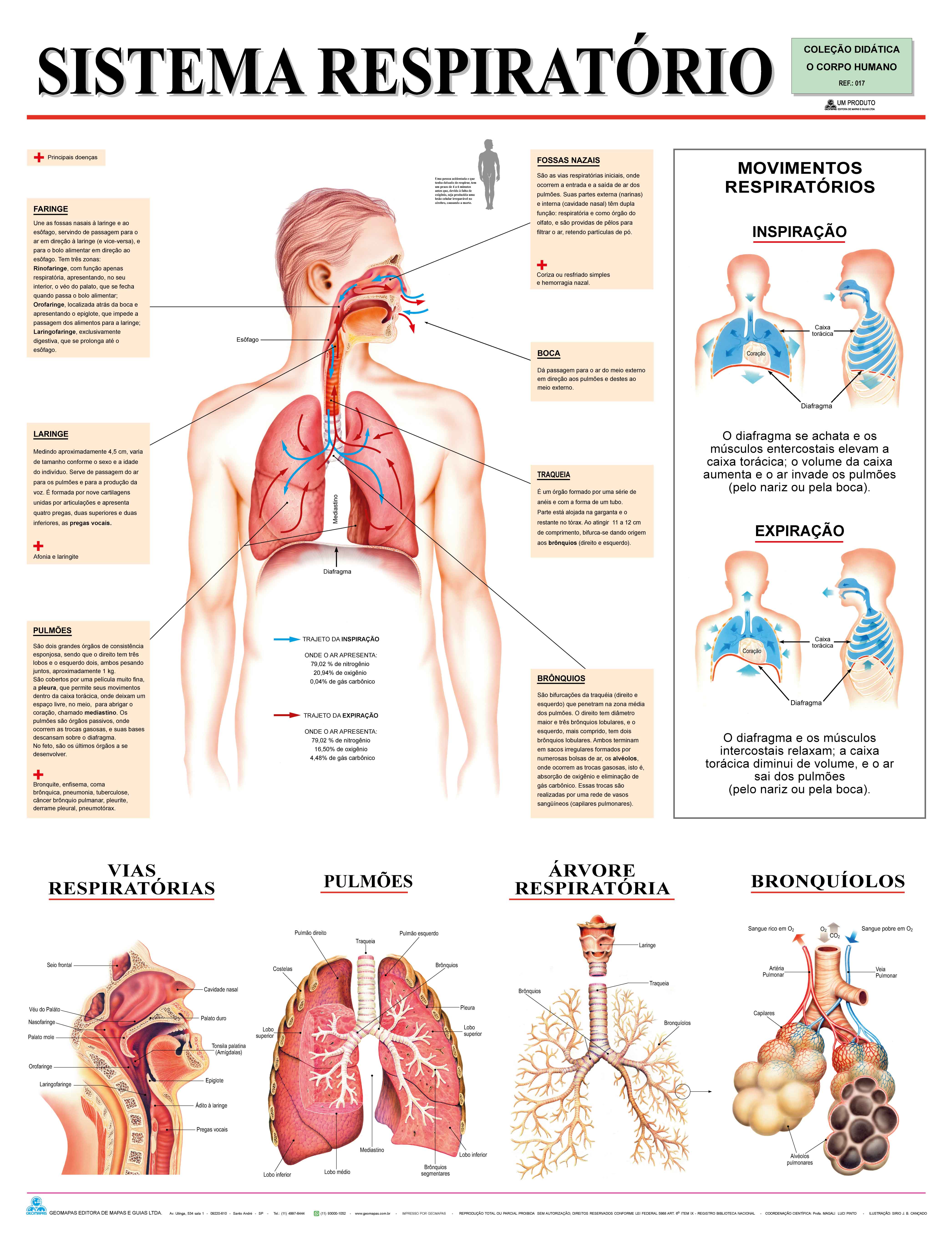 Ref. 017  Prancha - Sistema Respiratório - Formato 0,90x1,20m