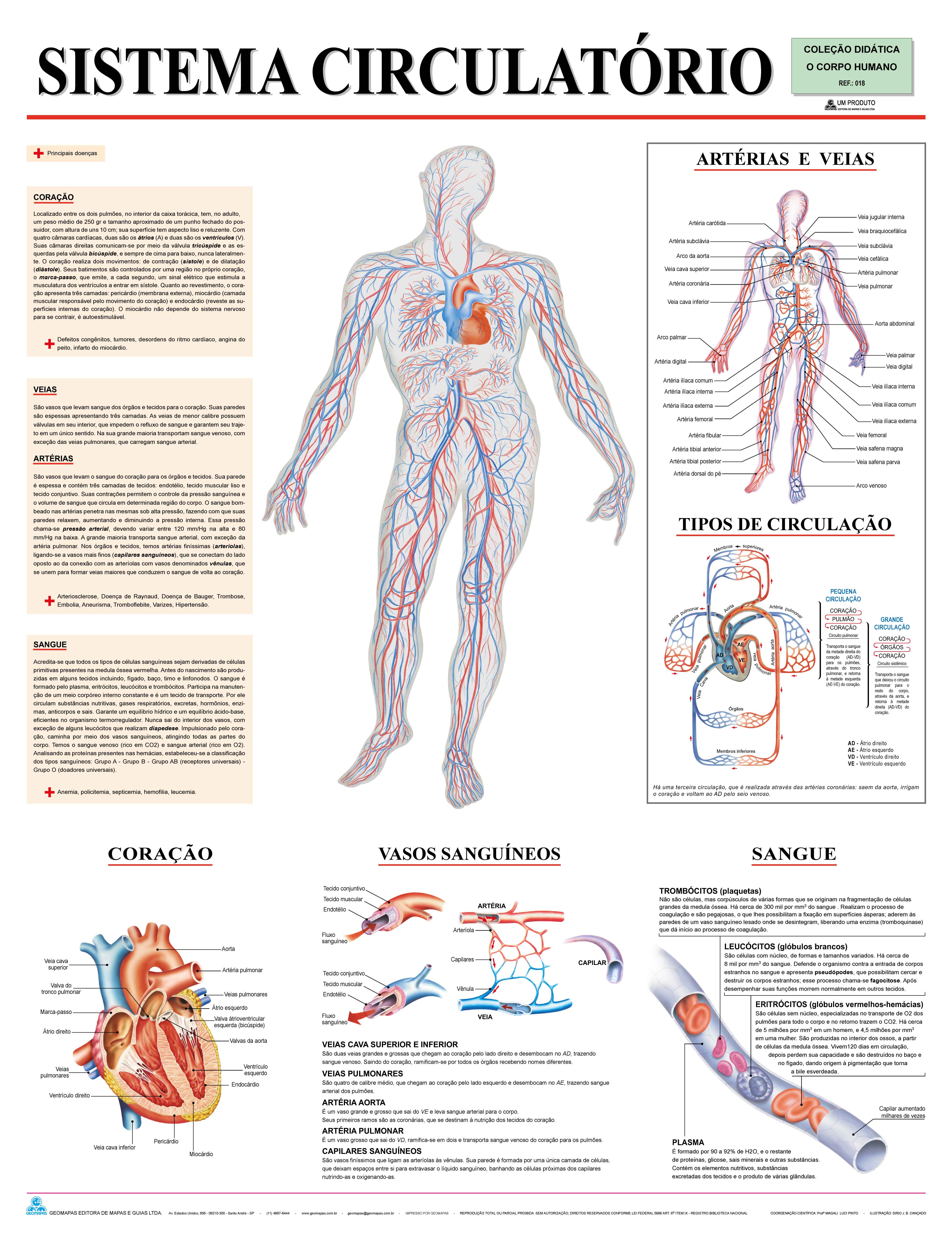 Ref. 018 Prancha - Sistema Circulatório - Formato 0,90x1,20m