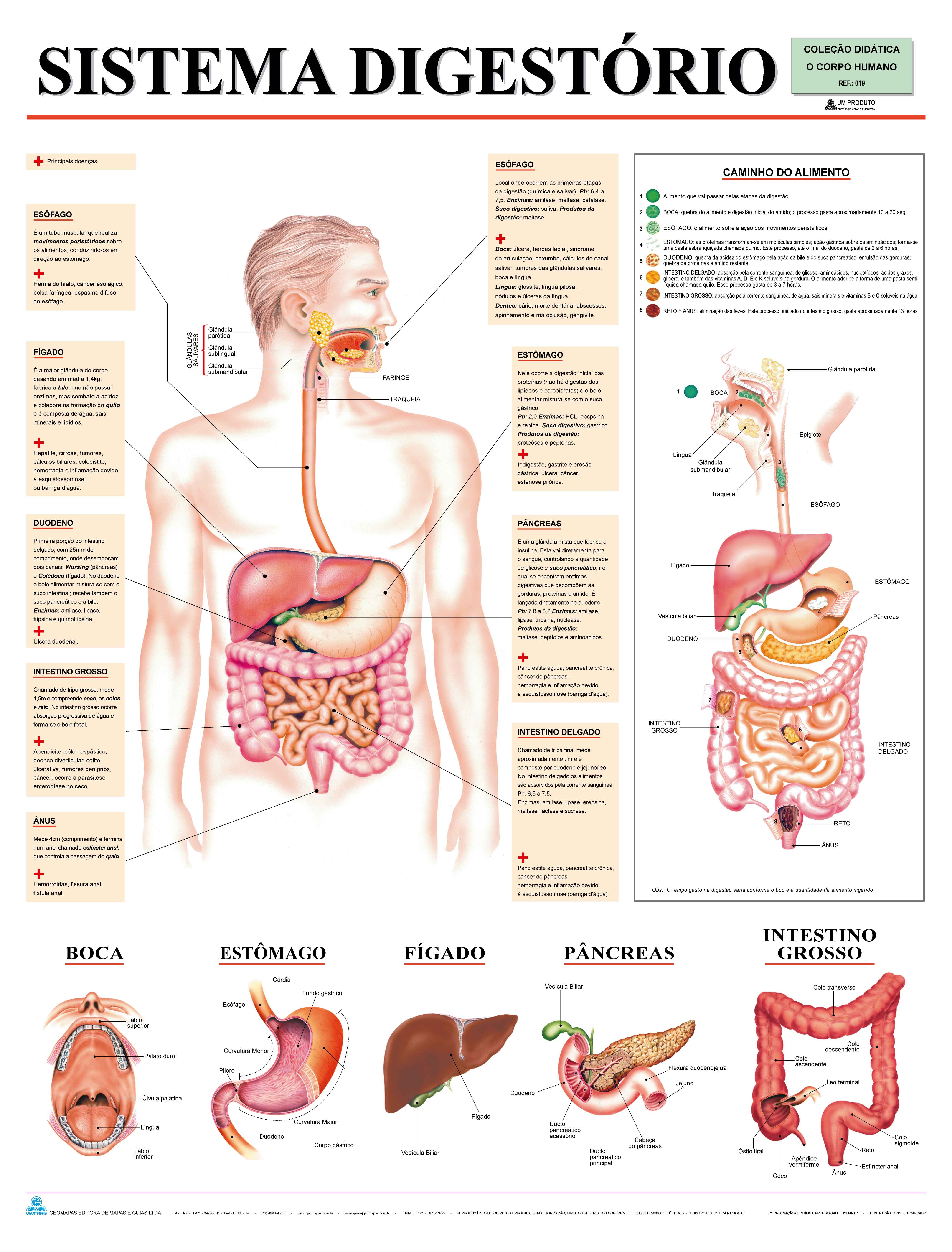 Ref. 019  Prancha - Sistema Digestório - Formato 0,90x1,20m