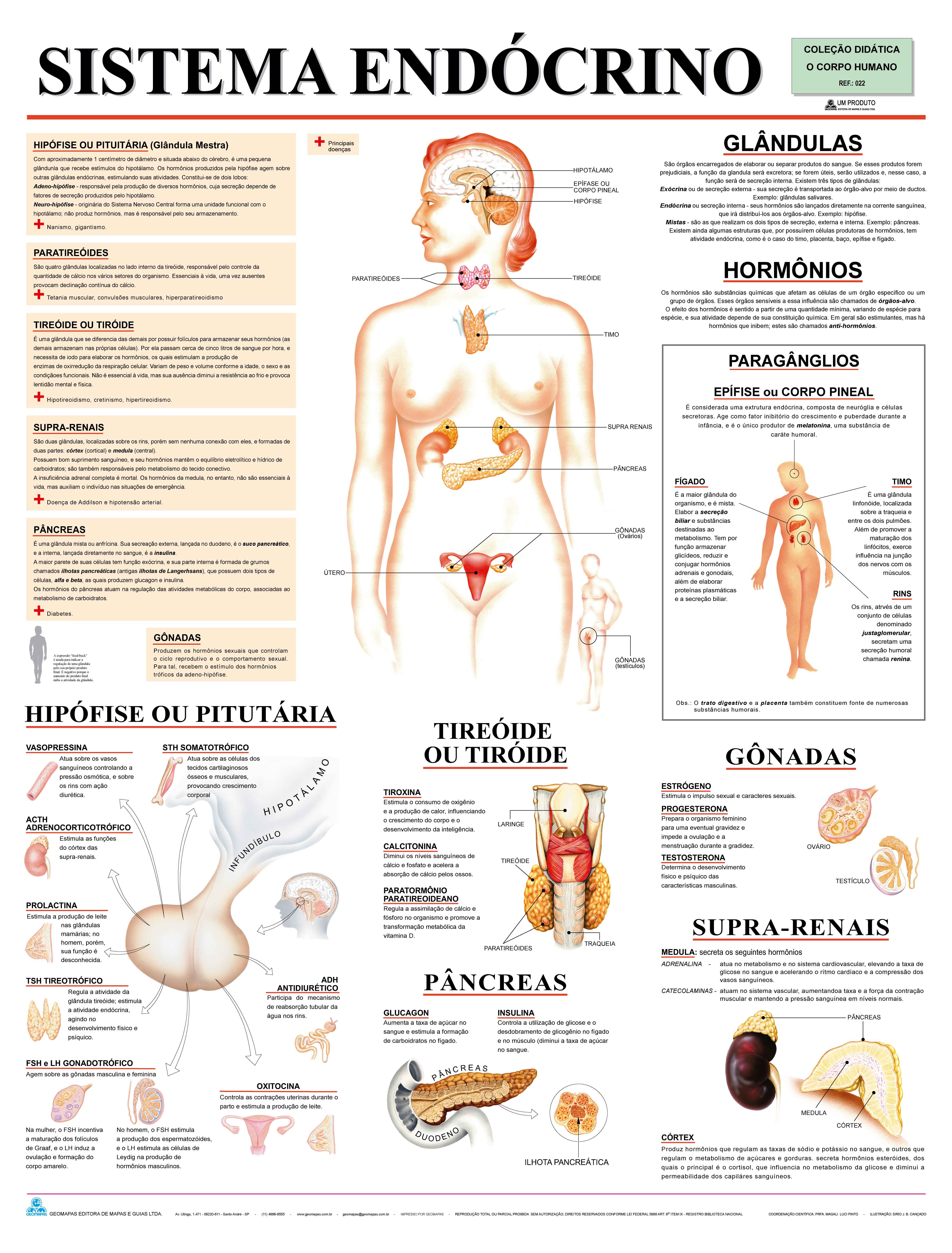 Ref. 022  Prancha - Sistema Endócrino - Formato 0,90x1,20m
