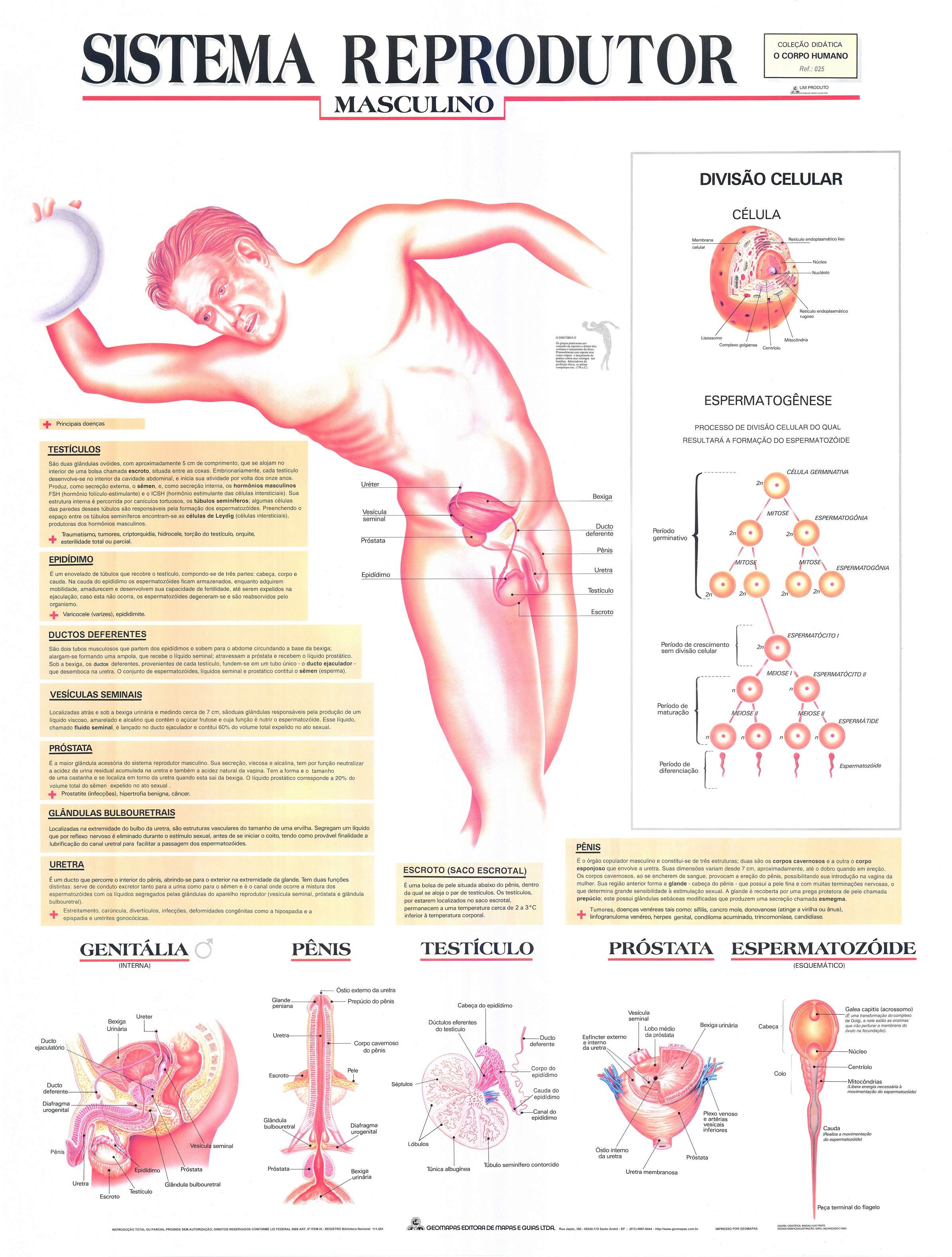 Ref. 025  Prancha - Sistema Reprodutor Masculino - Formato 0,90x1,20m