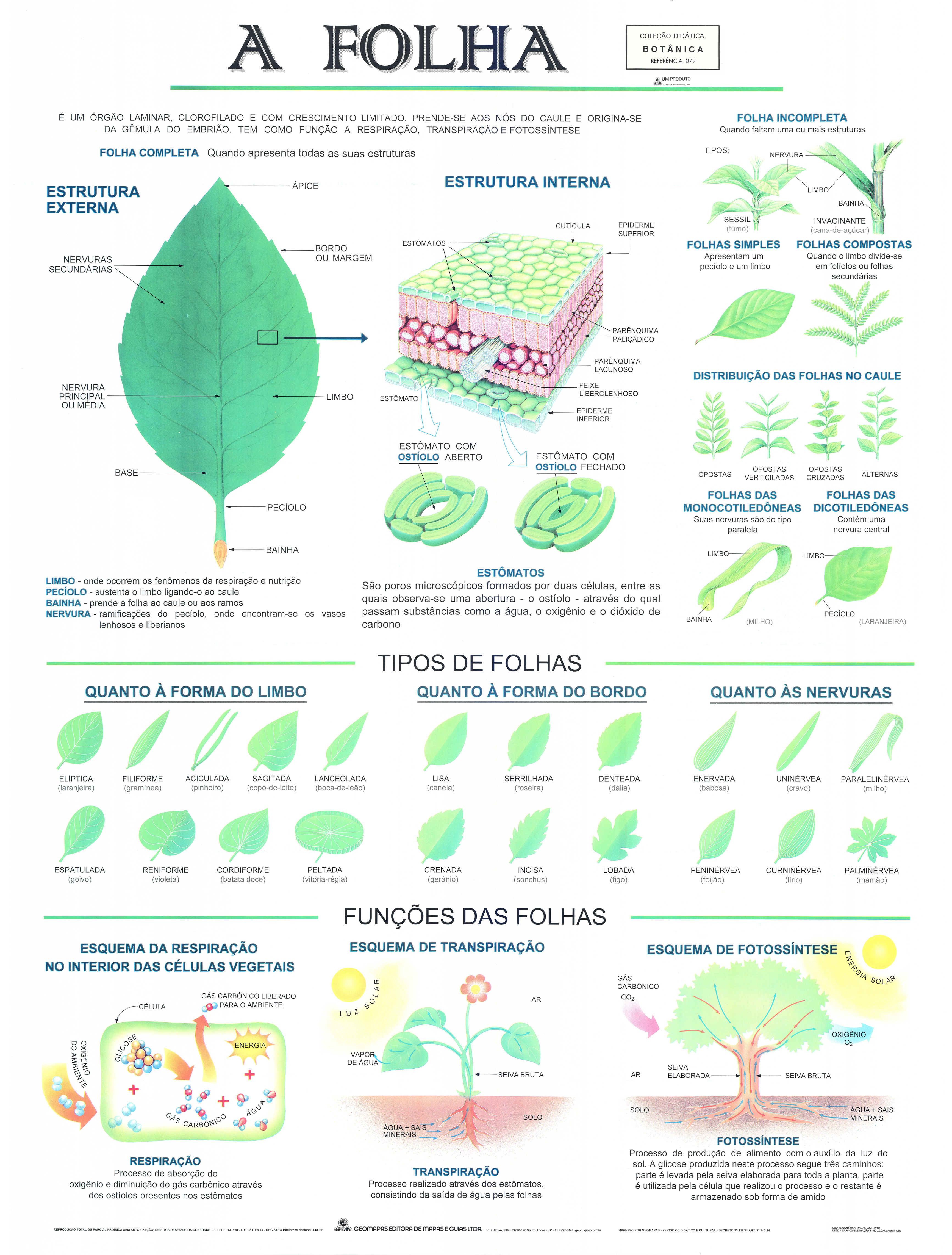 Ref. 079 Prancha - A Folha - Formato 0,90x1,20m