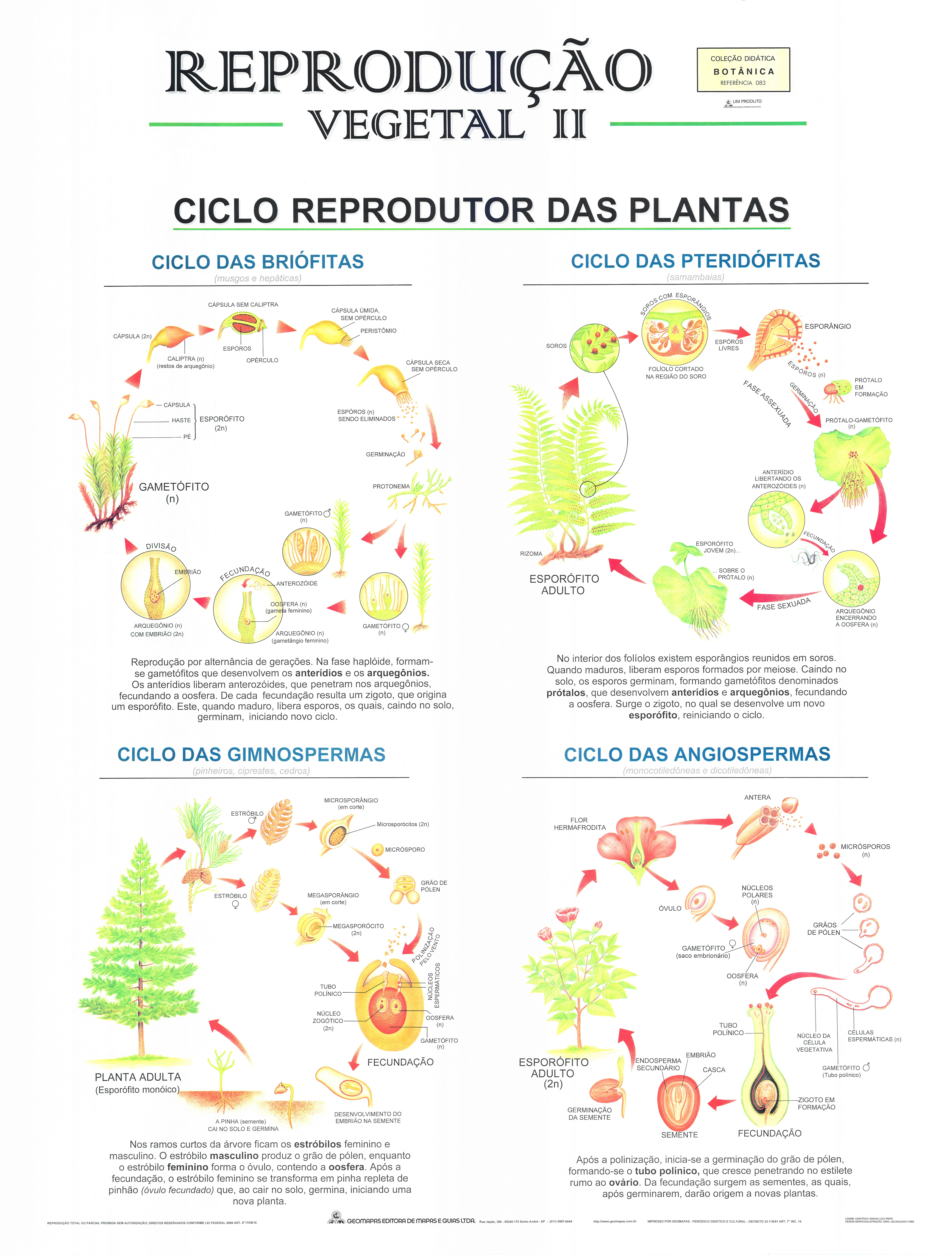 Ref. 083 Prancha - Reprodução Vegetal II - Formato 0,90x1,20m
