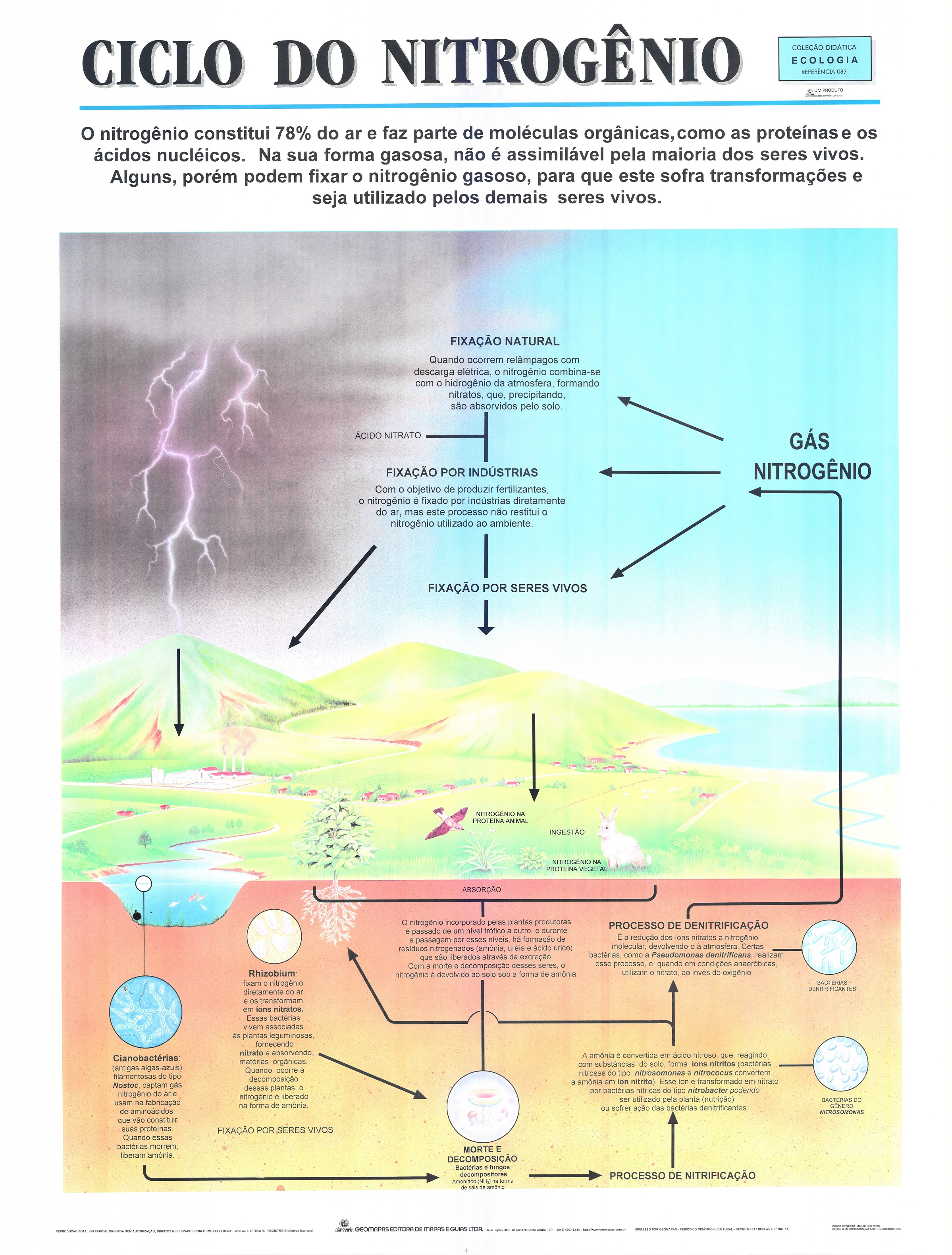 Ref. 087 Prancha - Ciclo do Nitrogênio - Formato 0,90x1,20m